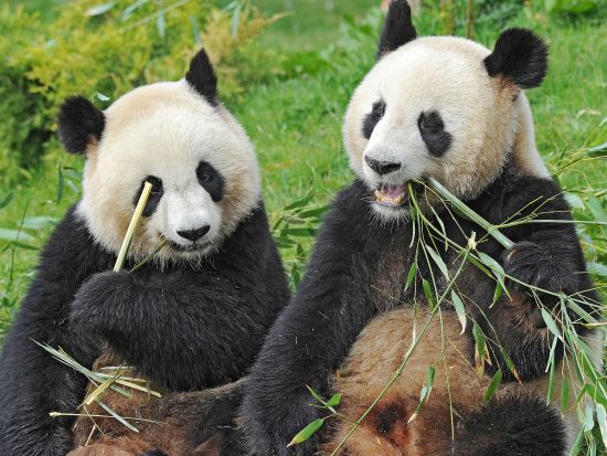 New pair of giant pandas expected to arrive in France in 2027