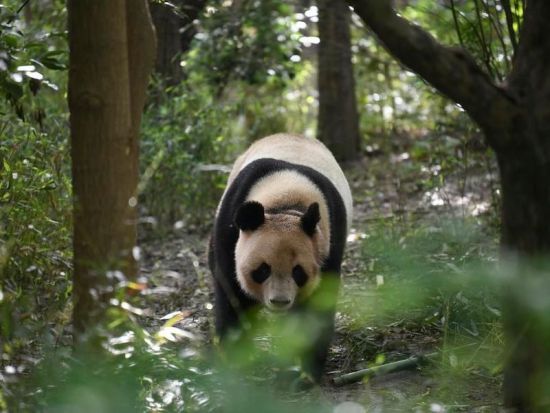 Panda ambassadors fostering China-France friendship