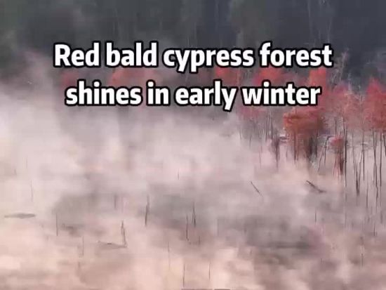 Red bald cypress forest shines in early winter
