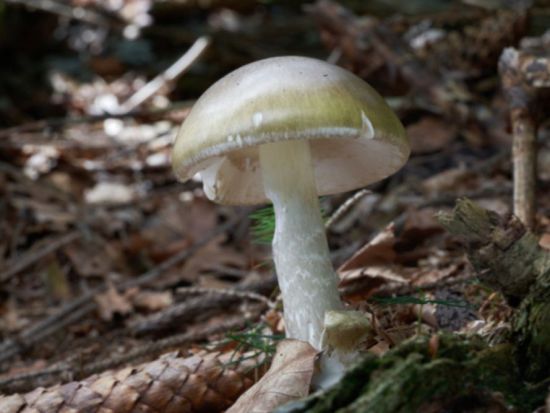 California officials warn against foraging wild mushrooms after deadly poisoning outbreak