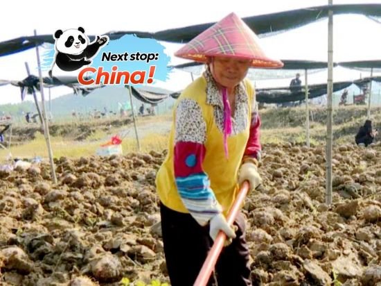 Hainan's konjac fields abuzz with harvest energy