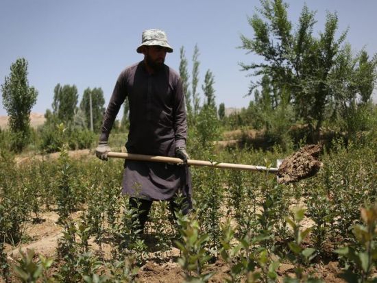 FAO distributes over 87,000 wheat cultivation packages to Afghan farmers