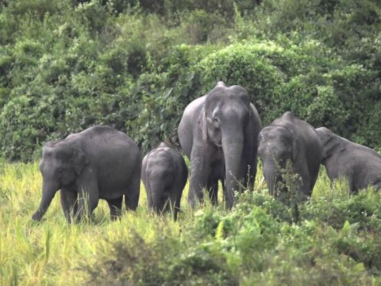 Wild elephant kills 6 in India's Jharkhand, taking death toll to 15 in week
