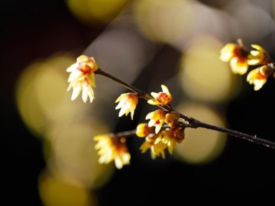 Wintersweet in full bloom at Wofo Temple in Beijing