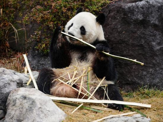 China to send 2 giant pandas to Munich zoo under 10-year conservation program