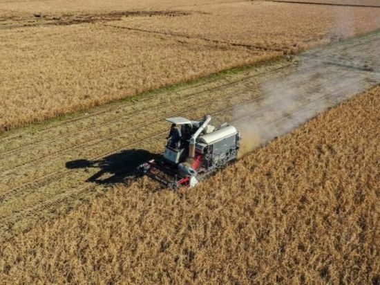 China's grain output hits new high in 2025