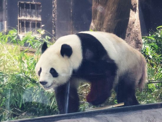 Japanese visitors rush to bid farewell to pandas on final public viewing day before their return to 
