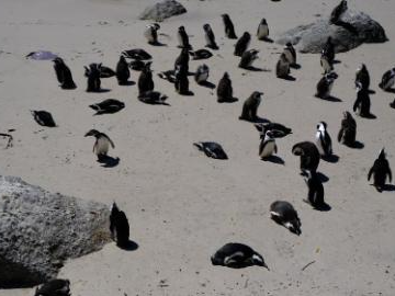Endangered African penguins threatened by bird flu