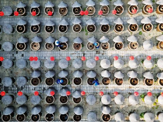 People's Daily English language App