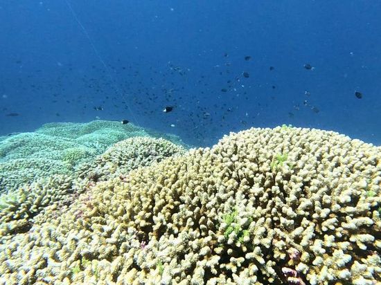 Study finds half of world's coral reefs bleached in 2014-2017 period