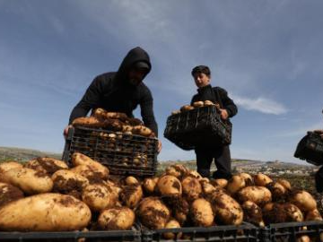 Palestinian farmers harvest potatoes at Al Far'a camp