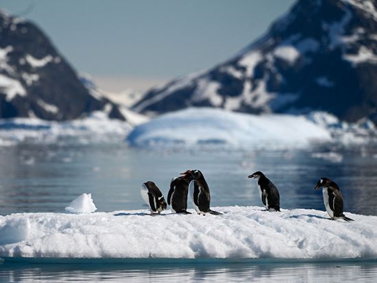 Bird flu ravaging Antarctic wildlife, scientist warns