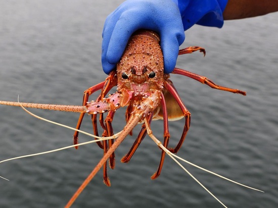 Antibiotic traces from salmon farms found in Australian marine species