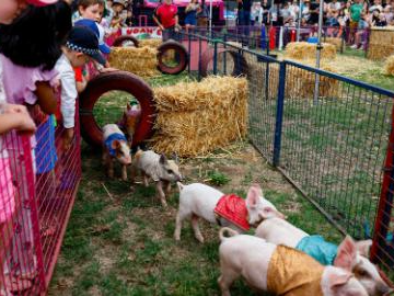 2026 Royal Canberra Show held in Canberra, Australia
