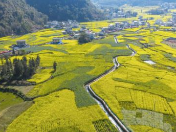 Scenery of rapeseed flower fields in China