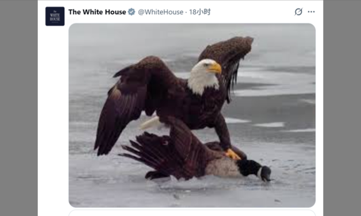The White House posts an image of an eagle attacking a goose after the Americans defeat the Canadians 2-1 in overtime in the men's ice hockey final at the Milano Cortina 2026 Winter Olympics on February 22, 2026, local time. Photo: Screenshot from X.