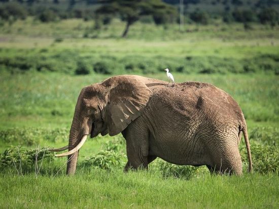 Uganda wildlife authority seizes 154 kg of ivory