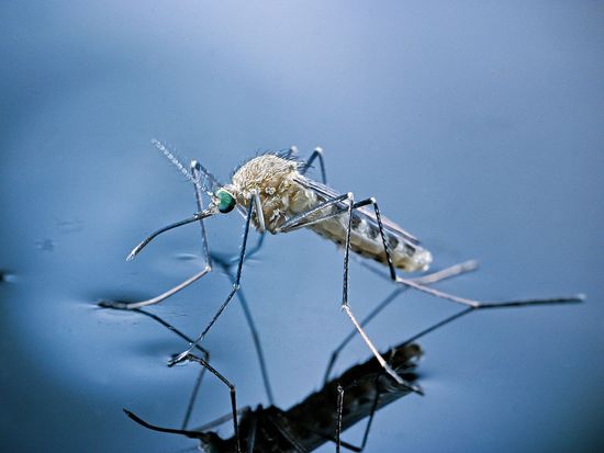 Study identifies mosquito receptor that drives repellent avoidance