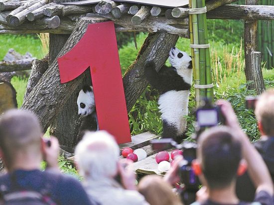 Pandas bring Beijing and Berlin closer