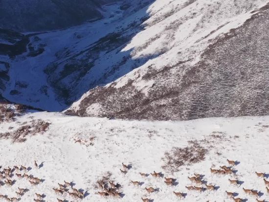 Thriving biodiversity in the Qilian Mountains