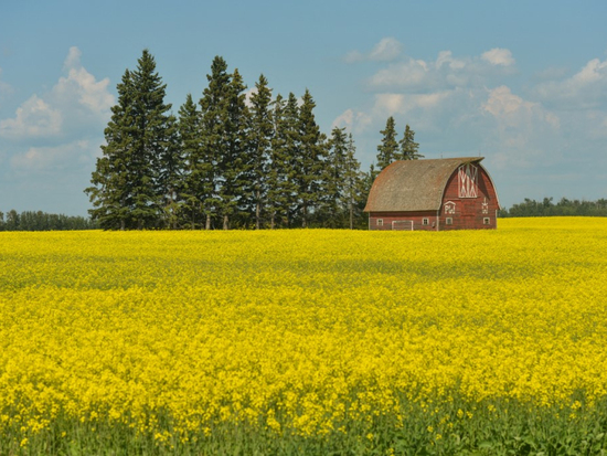 China to impose anti-dumping duties on rapeseed imports originating from Canada