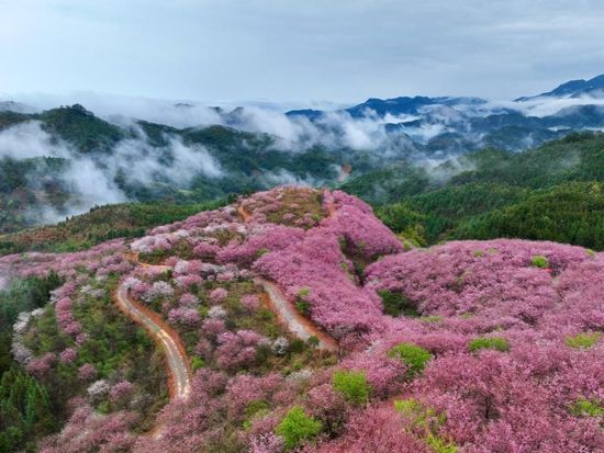 People's Daily English language App