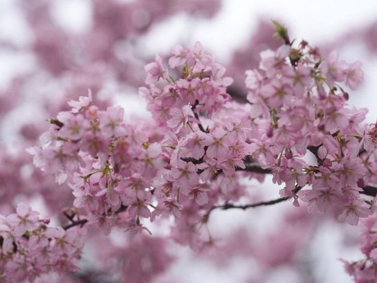 Shanghai Cherry Blossom Festival 2026 to illuminate Gucun Park with nighttime blossoms