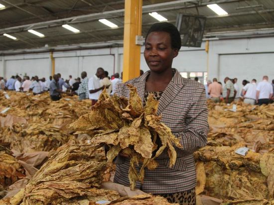 Zimbabwe launches 2026 tobacco marketing season