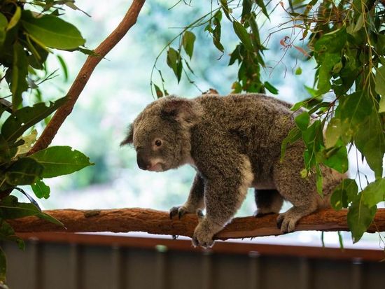 DNA research challenges koala extinction fears in Australia