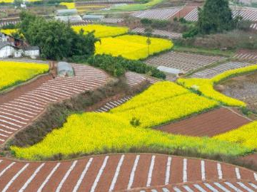 People's Daily English language App