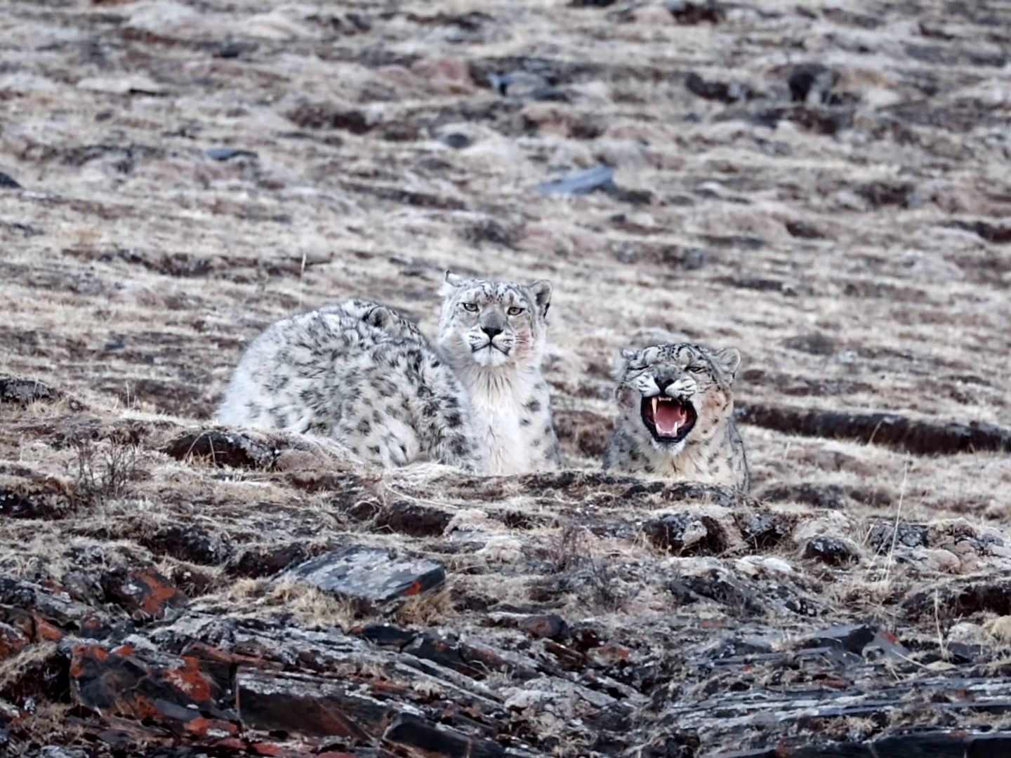 Return of the snow leopards