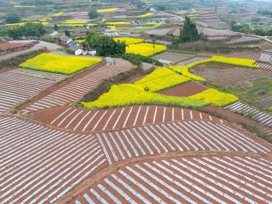 People's Daily English language App