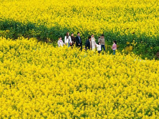 People visit rapeseed flower field in Xiucai Village, China's Chongqing
