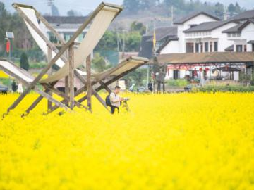 View of rapeseed flower fields in China's Chongqing