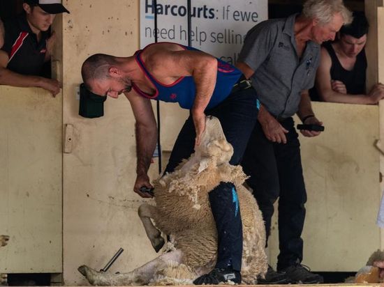 Kumeu show held in Auckland, New Zealand