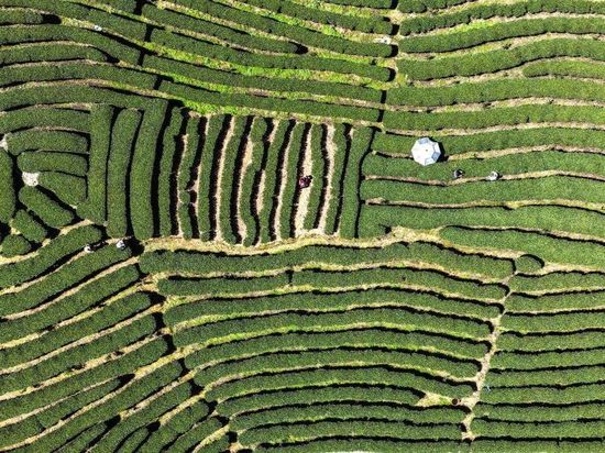 People's Daily English language App