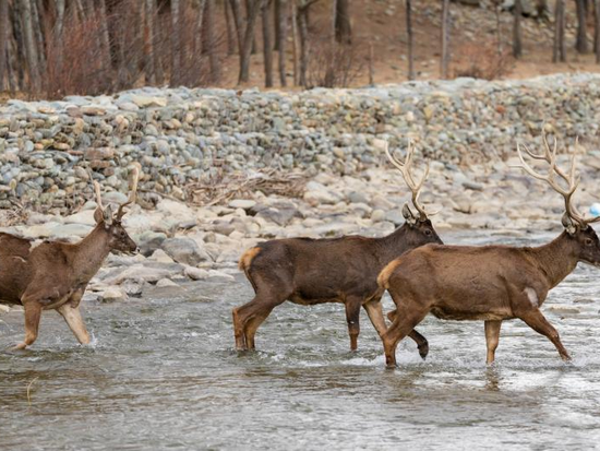 People's Daily English language App