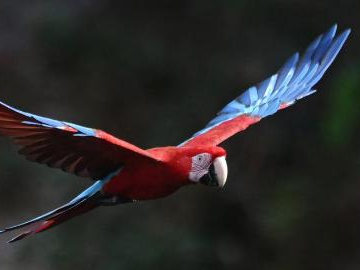 Red-and-green macaws seen in Jardim, Brazil