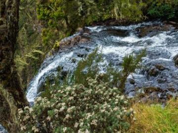 Kenya promotes forest conservation and eco-tourism