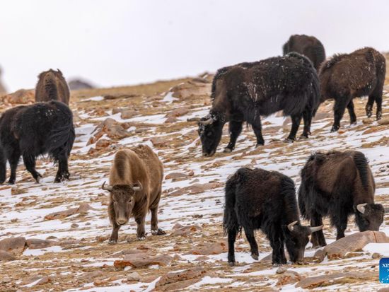 People's Daily English language App