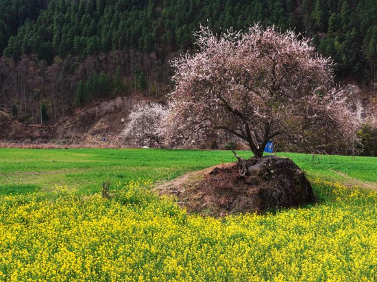 People's Daily English language App