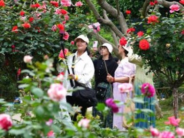 People enjoy Rosa Chinensis blossoms in Nanning, China's Guangxi