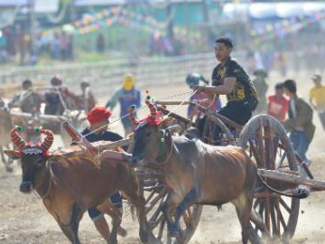 Ox cart race held in Phetchaburi Province, Thailand