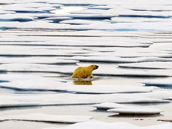 Arctic sea ice at lowest level ever this winter