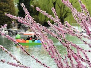 Tourists enjoy spring view in Beijing