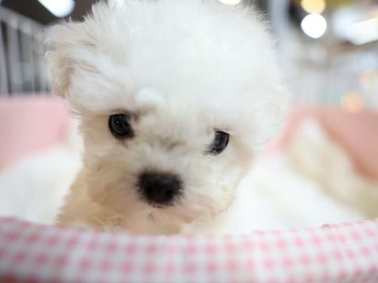 People's Daily English language App