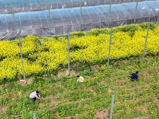 People's Daily English language App