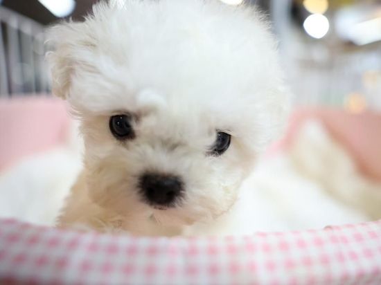 People's Daily English language App