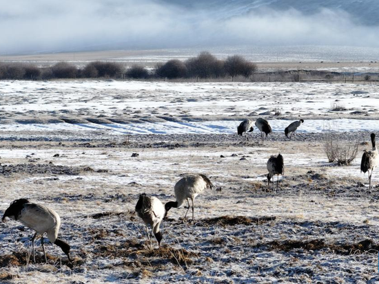 People's Daily English language App