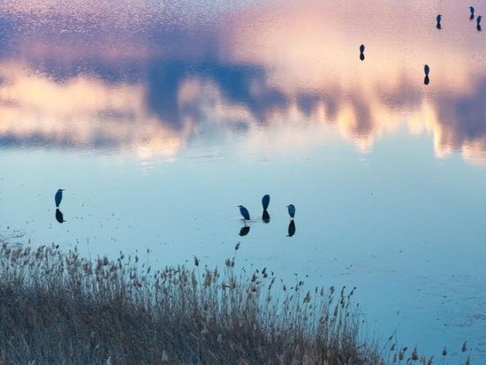 People's Daily English language App